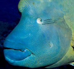 Wally was photographed at the Muri Muri divesite off of B... by Allan Vandeford 